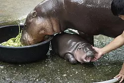 Die witzigen Gesichtsausdr&uuml;cke sind zu beliebten Memes geworden. - &copy; Carola Frentzen/dpa