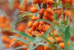 Dicht an dicht h&auml;ngen Sanddornbeeren an Str&auml;uchern entlang der Ostseek&uuml;ste. Sie werden auch als Zitrone des Nordens bezeichnet und sind die Basis unter anderem f&uuml;r S&auml;fte, Marmeladen und Lik&ouml;re. - &copy; Soeren Stache/dpa/dpa-tmn