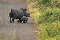 Ohne Horn werden die Tiere seltener von Wilderern getötet. (Handout) - © Tim Kuiper/Greater Kruger Environmental Protection Foundation/dpa
