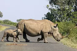 Hörner von Nashörnern sind wegen des hohen Preises ein begehrtes Schmuggelgut. (Handout) - © Tim Kuiper/Greater Kruger Environmental Protection Foundation/dpa