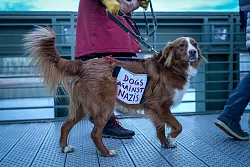 Ein Hund trägt bei der Demonstration in Berlin ein Plakat mit der Aufschrift «Dogs against Nazis». - © Kay Nietfeld/dpa