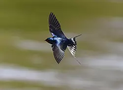 Eine Rauchschwalbe am Ufer des Jungfernsees bei Potsdam. (Archivbild) - &copy; Soeren Stache/dpaZentralbild/dpa