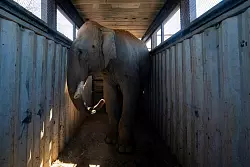 Die Elefanten sind die Lieblinge des Reservats. - © Felix Marquez/AP/dpa