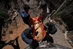 Hunderte Löwen, Elefanten und Tiger bekommen in der Stadt Mazatlán ein neues Zuhause. - © Felix Marquez/AP/dpa