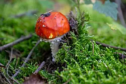Nicht jeder Giftpilz - hier ein Fliegenpilz - ist leicht zu erkennen. - &copy; Harald Tittel/dpa