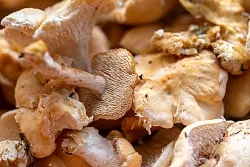 Die Pilzsaison ist noch in vollem Gange. - &copy; Harald Tittel/dpa