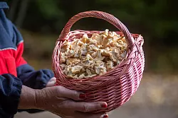 Das Interesse von Pilzsammlern ist gro&szlig;. - &copy; Harald Tittel/dpa