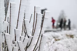 Schneeformen haben sind bei eisigem Wind auf einer Pflanze auf dem Kahlen Asten gebildet. - &copy; Bernd Thissen/dpa