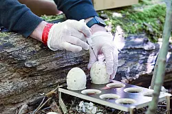 Da die Eier erhalten bleiben, legen die G&auml;nse kein neues Gelege an. - &copy; Daniel L&ouml;b/dpa