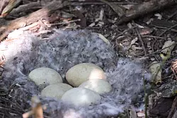 Im Nest einer Kanadagans k&ouml;nnen f&uuml;nf oder auch mehr Eier liegen. - &copy; Daniel L&ouml;b/dpa