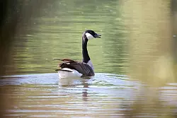 Lauter Protest - aber nachdem die Menschen weg sind, kehren die G&auml;nse zum Gelege zur&uuml;ck. - &copy; Daniel L&ouml;b/dpa