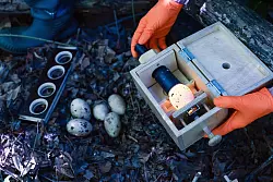 Beim Durchleuchten l&auml;sst sich erkennen, wie weit das Ei entwickelt ist. - &copy; Daniel L&ouml;b/dpa