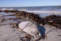 An Stränden wurden immer wieder tote Fische angespült. - © Stefan Andrews/GREAT SOUTHERN REEF FOUNDATION/dpa