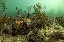 Bei einer Mikroalgenblüte verfärbt sich das Wasser meist grünlich. - © Stefan Andrews/GREAT SOUTHERN REEF FOUNDATION/dpa