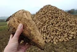 Bei Zuckerrüben führt die Pflanzenkrankheit Stolbur zu erheblichen Ertragsverlusten. - © picture alliance / dpa