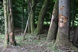 Der 32-jährige Fahrer, ein 31-jähriger Mitfahrer und zwei Mitfahrerinnen im Alter von 32 und 30 Jahren starben noch am Unfallort. - © Stefan Rampfel/dpa