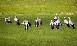 St&ouml;rche finden vielerorts in Deutschland gute Lebensbedingungen vor. (Archivbild) - &copy; Focke Strangmann/dpa