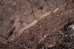 Risse durchziehen den Boden eines Ackers. Trockenheit macht Landwirten, Obst- und Weinbauern in Teilen Bayerns in diesem Jahr bereits früh zu schaffen. (Archivbild) - © Pia Bayer/dpa