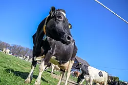 Die K&uuml;he stehen bei strahlendem Sonnenschein wieder auf der Weide - &copy; Christoph Reichwein/dpa
