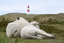 Immer wieder riss der Goldschakal Lämmer auf Sylt. - © Lea Sarah Albert/dpa