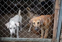 In solchen Betonzwingern werden junge Hunde gehalten, bis sie f&uuml;r den Handel bereit sind. - &copy; Chris Humphrey/dpa