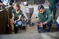 Tiersch&uuml;tzer versuchen, die ver&auml;ngstigten Hunde zu beruhigen. - &copy; Chris Humphrey/dpa