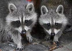 Auch in Waschb&auml;ren wurden Vogelgrippeviren entdeckt. (Symbolbild) - &copy; Patrick Pleul/dpa