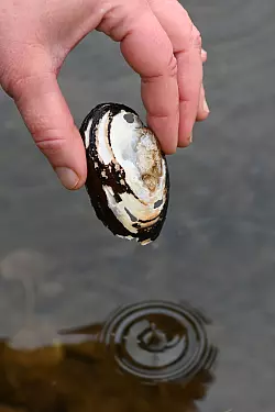 Drei bedrohte Muschelarten wurden nun in Paris in der Seine entdeckt (Archivbild). - &copy; Swen Pf&ouml;rtner/dpa