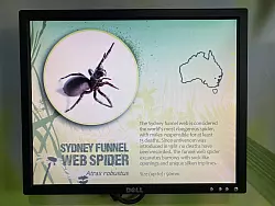 Wissenschaftler haben entdeckt, dass es drei verschiedene Arten der gef&auml;hrlichen Sydney-Trichternetzspinnen gibt (Archivbild) - &copy; Carola Frentzen/dpa