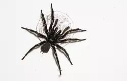 Das bisher existierende Gegengift wirkt bei allen drei Arten. - &copy; Caitlin Vine/Australian Reptile Park/dpa