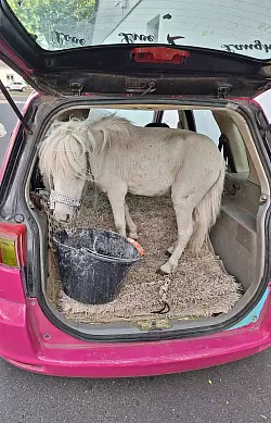 In Alsdorf bei Aachen stoppte die Polizei einen ungewöhnlichen Tiertransport. - © Polizei Aachen/dpa