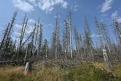 Eine Wanderung durch den Harz bedeutet heute immer auch: Man bekommt sehr viele tote Bäume zu Gesicht, wie auch auf der Aufnahme aus diesem Jahr zu sehen ist. - © Swen Pförtner/dpa