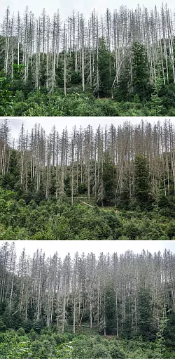 Die Bilder aus der Eifel von 2023 bis 2025 zeigen: Bäume wachsen langsam. Die widerstandsfähigeren Buchen sollen die abgestorbenen Fichten im Laufe der Zeit verdrängen. - © Oliver Berg/dpa