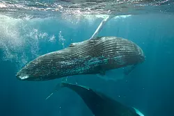 Den Meeress&auml;ugern kommt man ganz nah. Nur Anfassen ist verboten. - &copy; Gene Flipse/Conscious Breath Adventures/dpa-tmn