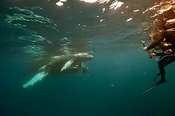 Besondere Spannung kommt auf, wenn die Tiere auf die menschlichen Beobachter zuschwimmen. - &copy; Gene Flipse/Conscious Breath Adventures/dpa-tmn