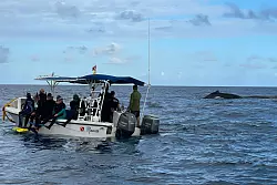 Bevor es zu den Walen ins Wasser geht, n&auml;hert man sich ihnen in Beibooten. - &copy; Manuel Meyer/dpa-tmn