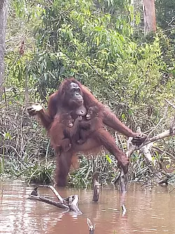 Pl&ouml;tzlich trug Du zwei Babys an der Brust. - &copy; Bos Foundation/dpa