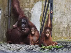 Die Kleinfamilie ist vor&uuml;bergehend wieder ins Rettungszentrum Nyaru Menteng gezogen. - &copy; Bos Foundation/dpa