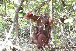 Orang-Utan-Weibchen Melata hatte sich zun&auml;chst um ihr Baby Dumel gek&uuml;mmert, verschwand dann aber spurlos im Dschungel. - &copy; Bos Foundation/dpa