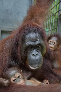 Das Orang-Utan-Weibchen Du hat mit der Adoption auch Experten &uuml;berrascht. - &copy; Bos Foundation/dpa