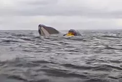 Von unten taucht der Wal auf und nimmt den jungen Mann ins Maul. - © Uncredited/Dell Simancas/AP/dpa