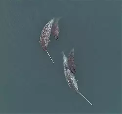 Narwale leben das ganze Jahr über in den Gewässern der hohen Arktis. Aufgrund ihres abgeschiedenen Lebensraumes sind Beobachtungen der Tiere selten. - © O’Corry-Crowe/FAU/Watt, DFO/dpa