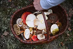 In Schmids Korb landen nicht nur essbare Pilze. - &copy; Lilli F&ouml;rter/dpa
