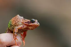 Ein Grasfrosch sitzt auf einer Hand. Nach eisiger Kälte kommen mit den milden Temperaturen die Kröten wieder in Bewegung. - © Rolf Vennenbernd/dpa