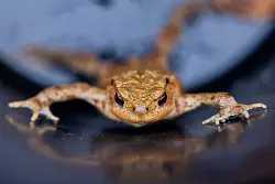 Nach kalten Tagen erwachen die Kröten mit den milden Temperaturen aus der Winterruhe. - © Rolf Vennenbernd/dpa