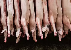 Die Schlachtmenge bei Schweinefleisch ist zuletzt um 1,9 Prozent gestiegen. - © Mohssen Assanimoghaddam/dpa