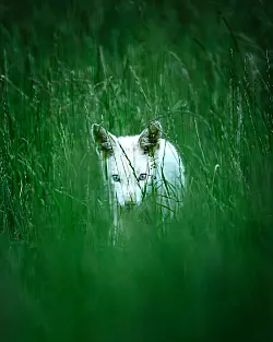 Bei Albinismus w&auml;ren die Augen des jungen Fuchses rot - sie sind aber leuchtend blau. - &copy; Dominik Reigl/LBV/dpa