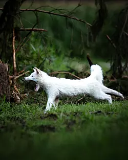 Leuzismus kann bei vielen Wildtieren auftreten, ist aber bei Rotf&uuml;chsen selten. - &copy; Dominik Reigl/LBV/dpa