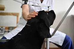 Mit traditioneller chinesischer Medizin lassen sich auch L&auml;hmungserscheinungen ohne operativen Eingriff behandeln. - &copy; Johannes Neudecker/dpa