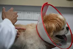 Dr. Hu setzt Baobao mehrere Akupunkturnadeln auf den R&uuml;cken. - &copy; Johannes Neudecker/dpa